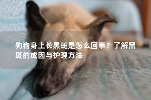 狗狗身上长黑斑是怎么回事？了解黑斑的成因与护理方法