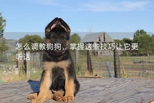怎么调教狗狗，掌握这些技巧让它更听话