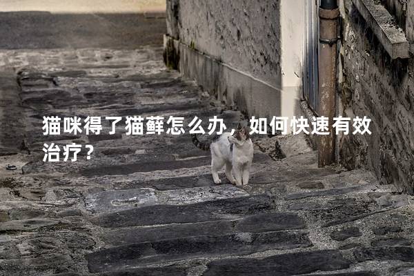猫咪得了猫藓怎么办，如何快速有效治疗？