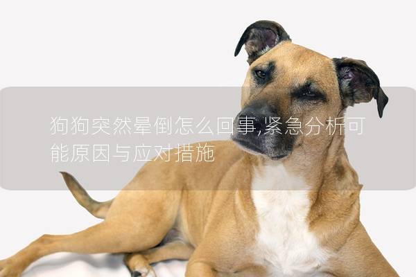 狗狗突然晕倒怎么回事,紧急分析可能原因与应对措施