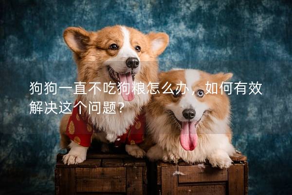 狗狗一直不吃狗粮怎么办，如何有效解决这个问题？