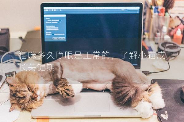猫咪多久睁眼是正常的，了解小猫成长关键期