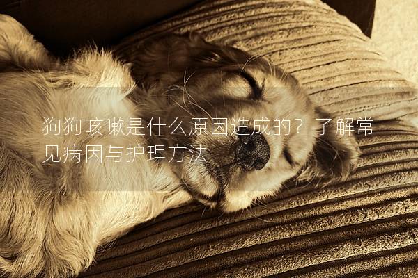 狗狗咳嗽是什么原因造成的？了解常见病因与护理方法