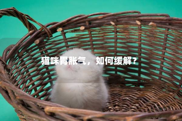 猫咪胃胀气，如何缓解？