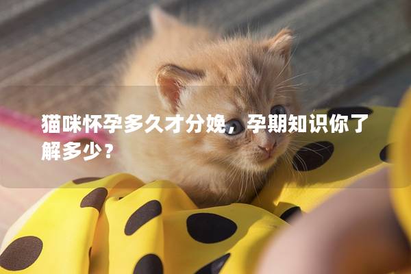 猫咪怀孕多久才分娩，孕期知识你了解多少？