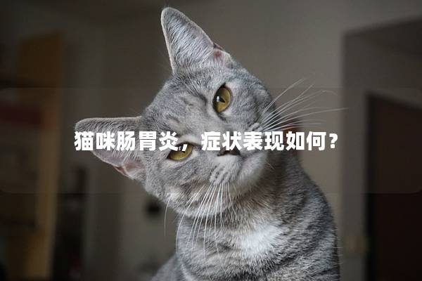 猫咪肠胃炎，症状表现如何？