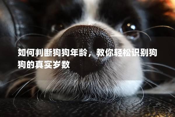 如何判断狗狗年龄，教你轻松识别狗狗的真实岁数