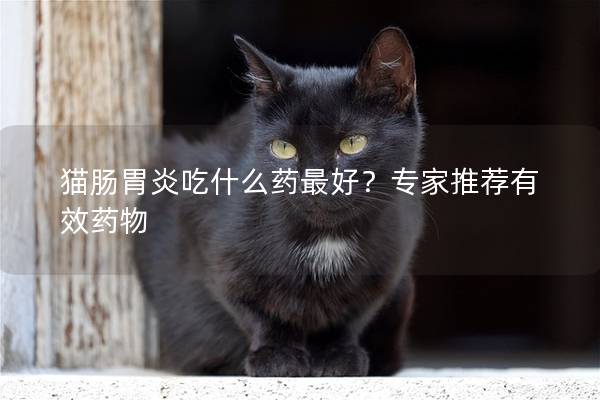 猫肠胃炎吃什么药最好？专家推荐有效药物