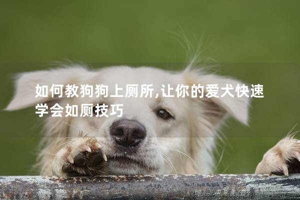 如何教狗狗上厕所,让你的爱犬快速学会如厕技巧