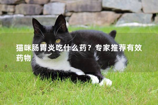 猫咪肠胃炎吃什么药？专家推荐有效药物