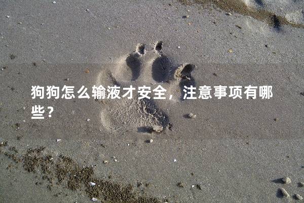 狗狗怎么输液才安全，注意事项有哪些？