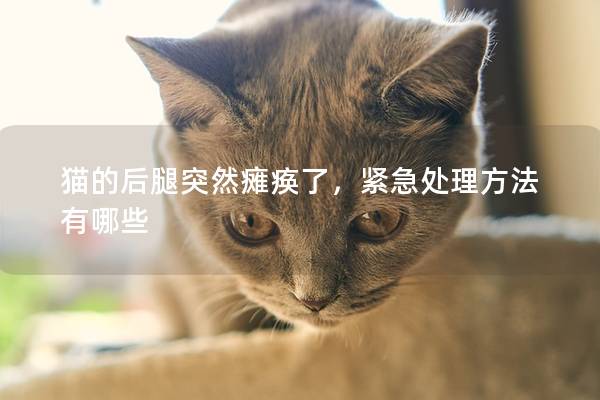 猫的后腿突然瘫痪了，紧急处理方法有哪些