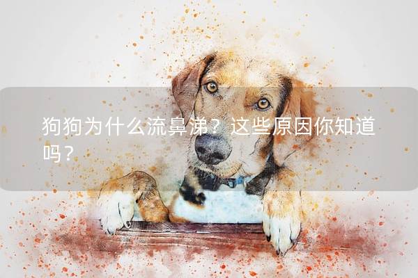 狗狗为什么流鼻涕？这些原因你知道吗？