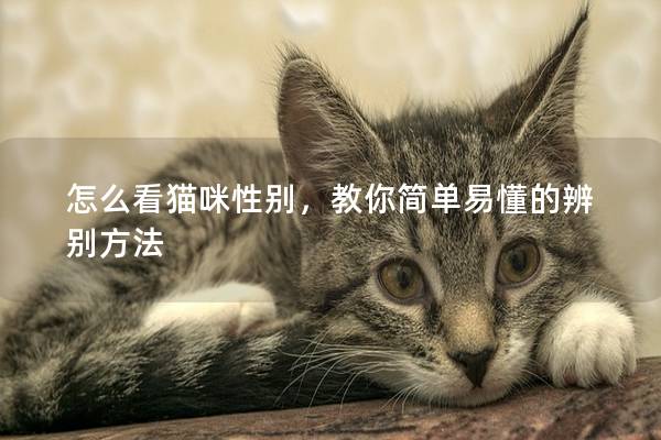 怎么看猫咪性别，教你简单易懂的辨别方法