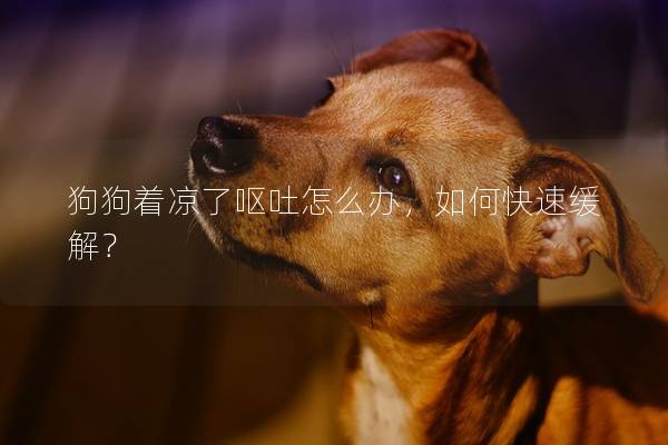 狗狗着凉了呕吐怎么办，如何快速缓解？