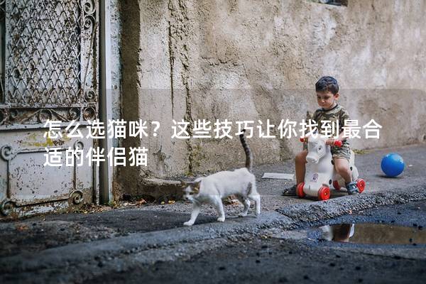 怎么选猫咪？这些技巧让你找到最合适的伴侣猫