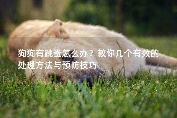 狗狗有跳蚤怎么办？教你几个有效的处理方法与预防技巧