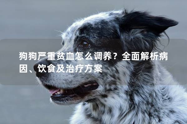 狗狗严重贫血怎么调养？全面解析病因、饮食及治疗方案