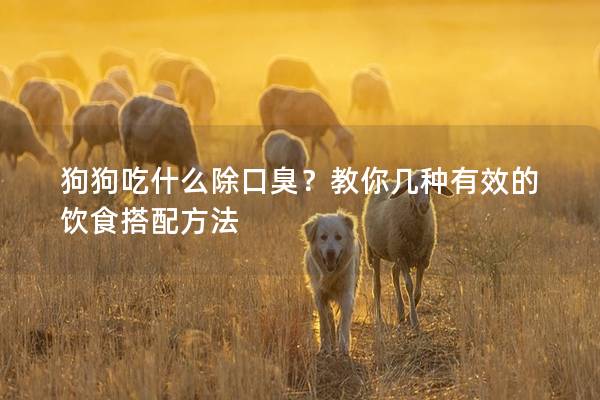 狗狗吃什么除口臭？教你几种有效的饮食搭配方法