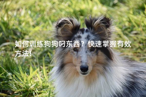如何训练狗狗叼东西？快速掌握有效方法!