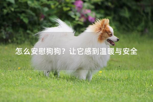 怎么安慰狗狗？让它感到温暖与安全