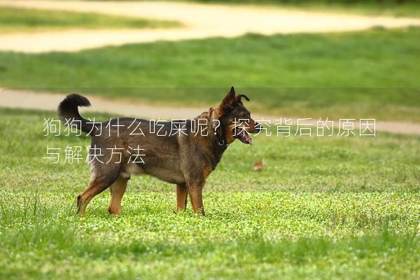 狗狗为什么吃屎呢？探究背后的原因与解决方法