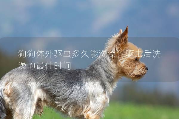 狗狗体外驱虫多久能洗澡，驱虫后洗澡的最佳时间