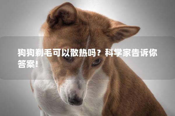 狗狗剃毛可以散热吗？科学家告诉你答案!