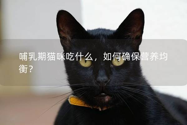 哺乳期猫咪吃什么，如何确保营养均衡？