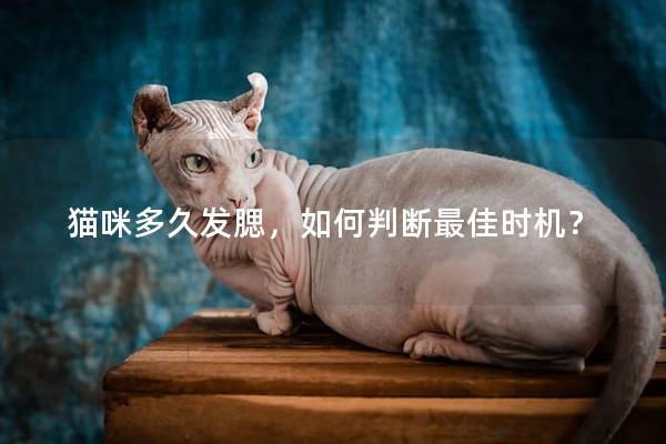 猫咪多久发腮，如何判断最佳时机？