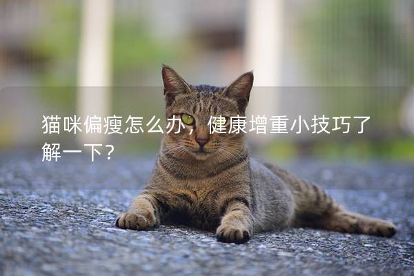 猫咪偏瘦怎么办，健康增重小技巧了解一下？