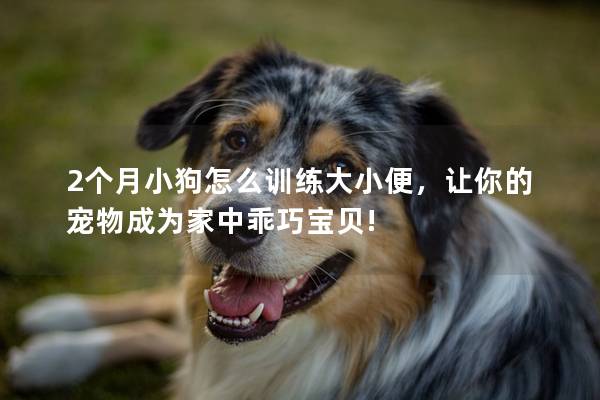 2个月小狗怎么训练大小便，让你的宠物成为家中乖巧宝贝!