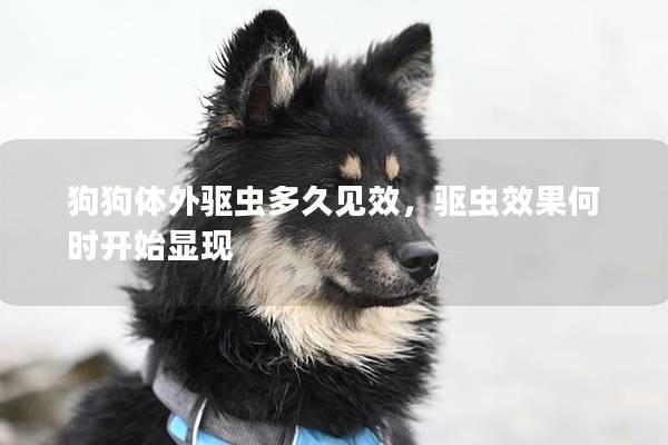 狗狗体外驱虫多久见效，驱虫效果何时开始显现