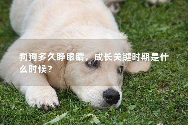 狗狗多久睁眼睛，成长关键时期是什么时候？