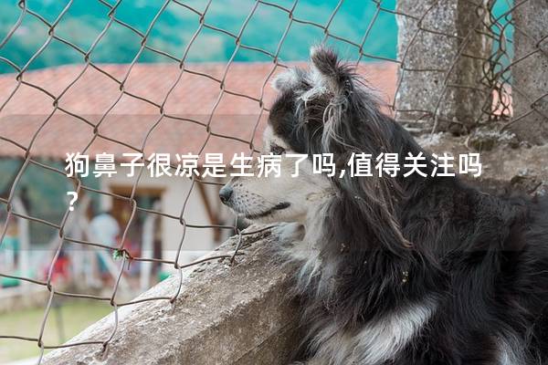 狗鼻子很凉是生病了吗,值得关注吗？