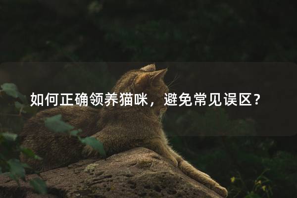 如何正确领养猫咪，避免常见误区？