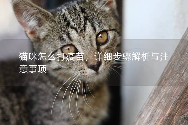 猫咪怎么打疫苗，详细步骤解析与注意事项