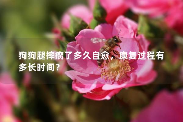 狗狗腿摔瘸了多久自愈，康复过程有多长时间？