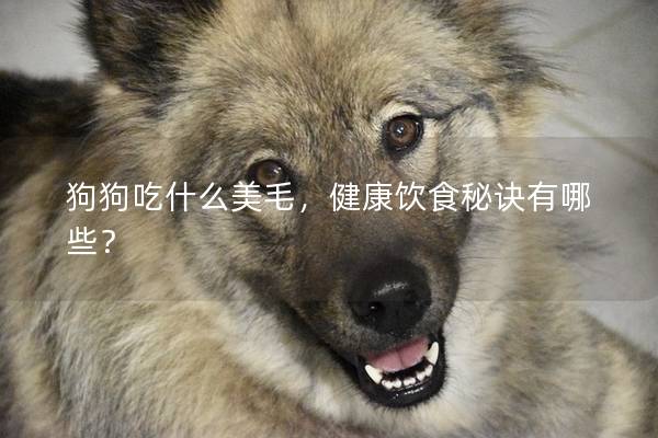 狗狗吃什么美毛，健康饮食秘诀有哪些？