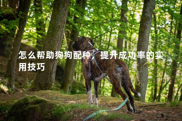 怎么帮助狗狗配种，提升成功率的实用技巧