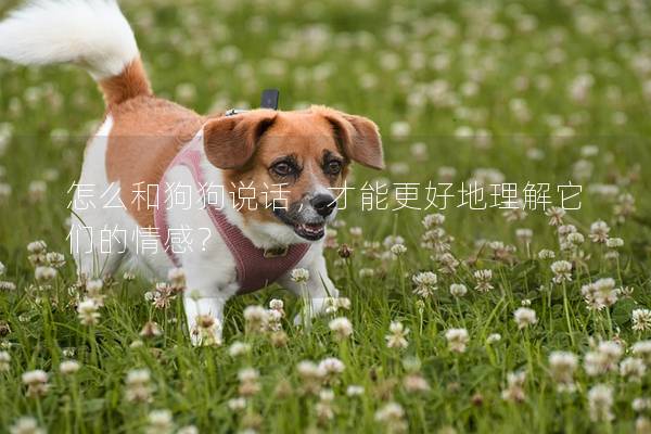 怎么和狗狗说话，才能更好地理解它们的情感？