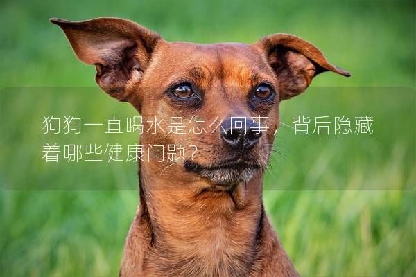 狗狗一直喝水是怎么回事，背后隐藏着哪些健康问题？