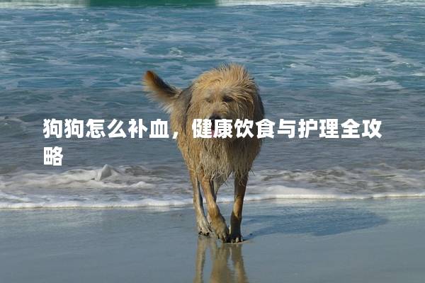 狗狗怎么补血，健康饮食与护理全攻略