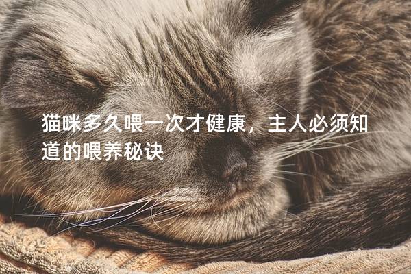猫咪多久喂一次才健康，主人必须知道的喂养秘诀