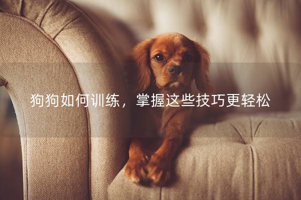 狗狗如何训练，掌握这些技巧更轻松