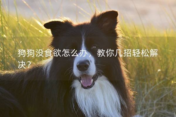 狗狗没食欲怎么办，教你几招轻松解决？