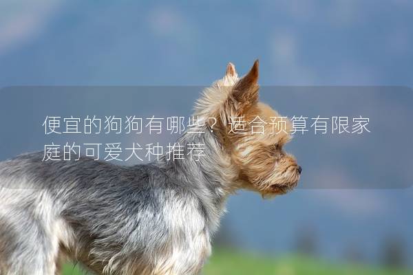 便宜的狗狗有哪些？适合预算有限家庭的可爱犬种推荐