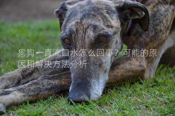 狗狗一直流口水怎么回事？可能的原因和解决方法分析