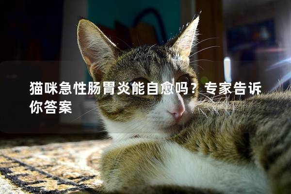 猫咪急性肠胃炎能自愈吗？专家告诉你答案
