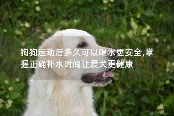 狗狗运动后多久可以喝水更安全,掌握正确补水时间让爱犬更健康